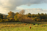 Woodbridge water meadows