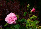 rose in a hedge