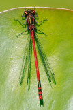 red dragon (or is it damsel) fly?