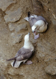 Seagull squabble