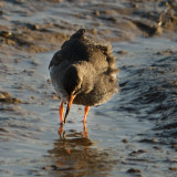 Redshank (Tringa totanus) Woodbridge