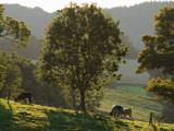 a few trees, a few cows