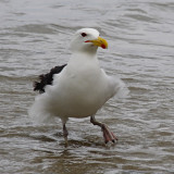 Can I get on with my lunch now? Keeping closer than usual so as not to lose its catch ( Larus Marinus )