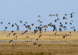 follow me guys! - lapwings on Dunwich marsh, Suffolk