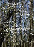 wild plum blossom on the edge of the wood