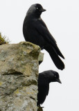 jackdaws adding spook to Framlingham Castle