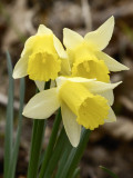 real wild daffs growing in woodland, about 1/4 size of cultivated ones