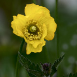 Welsh Poppy - Meconopsis cambrica, semi-wild, before we get round to this years garden ones