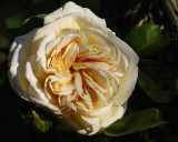 rambling rose (NB these are in a really wild garden, not manicured)
