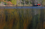 Boathouse Reeds