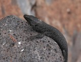 Madeiran Wall Lizard (Teira dugesii)
