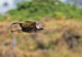 Common Buzzard (Ormvrk) Buteo buteo
