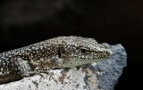 Madeiran Wall Lizard (Teira dugesii)