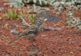 Berthelot´s Pipit (Kanariepiplärka) Anthus berthelotti madeirensis