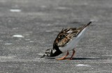 Turnstone (Roskarl) Arenaria interpres