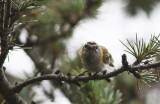 Madeiran Firecrest (Madeirakungsfågel) Regulus madeirensis