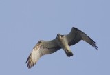 Osprey (Fiskgjuse) Pandeon haliaetus