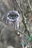 Tengmalms Owl (Prluggla) Aegolius funereus