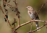 Song Sparrow (Passerculus melodius)
