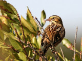 Savannah Sparrow (Passerculus sandwichensis)