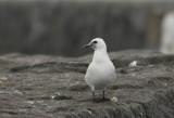 Ivory Gull (Isms) Pagophila eburnea