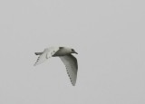 Ivory Gull (Isms) Pagophila eburnea