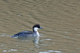 Smew (Salskrake) Mergus albellus