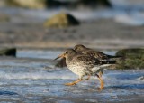 Purple Sandpiper (Skrsnppa) Calidris maritima