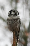 Hawk Owl (Hkuggla) Surnia ulula