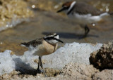 Kittlitzs Plover (Kittlitzstrandpipare) Charadrius pecuarius