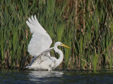 Great White Egret (gretthger) Egretta alba