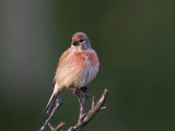 Linnet (Hmpling) Carduelis cannabina