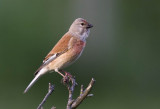 Linnet (Hmpling) Carduelis cannabina