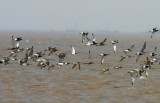 More shorebirds at Yangkou