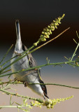 Sardinian Warbler (Sammetshtta) Sylvia melanocephala