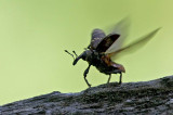 Pine Weevil (Snytbagge) Hylobius  abietus