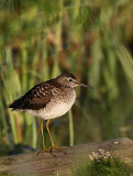 Wood Sandpiper (Grnbena) Tringa glareola