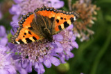 Small Tortoiseshell (Nsselfjril) Aglais urticae