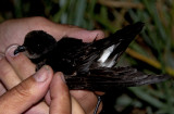 European Storm-Petrel (Stormsvala) Hydrobates pelagicus