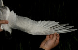 Sandwich Tern (Kentsk trna) Sterna sandvicensis