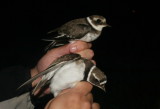 Common Ringed Plover (Strre strandpipare) Charadrius hiaticula