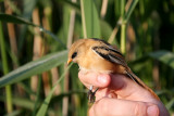 Bearded Tit (Skggmes) Panurus biarmicus