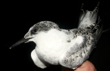 Sandwich Tern (Kentsk trna) Sterna sandvicensis