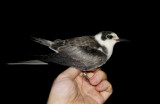 Black Tern (Svarttrna) Chlidonias niger