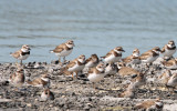 Wilsons Plover