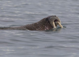 Walrus (Odobenus rosmarus) CP4P1775.jpg