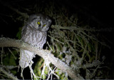 Tengmalms Owl (Prluggla)  Aegolius funereus IMG_2354.jpg