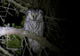 Tengmalms Owl (Prluggla)  Aegolius funereus IMG_2376.jpg