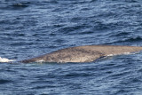 Blue whale (Blval) Balaenoptera musculus CP4P3266.jpg