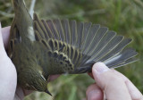 Olive-backed Pipit (Sibirisk piplrka) Anthus hodgsoni  IMG_1957.jpg